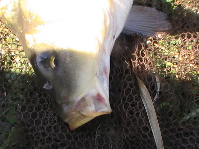 pestiiiiiiiiiiii - pic3808.JPG